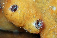 Pyuridae