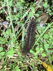 Creatonotos