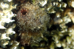 Pyuridae