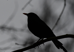 Turdus merula