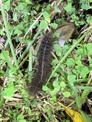 Creatonotos