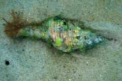 Propefusus australis