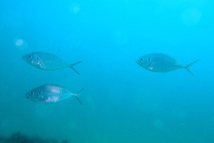 Pseudocaranx wrighti