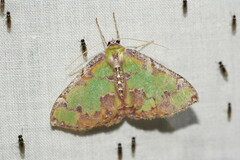 Eucyclodes buprestaria