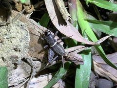 Teleogryllus