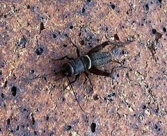 Teleogryllus commodus