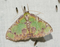 Eucyclodes buprestaria