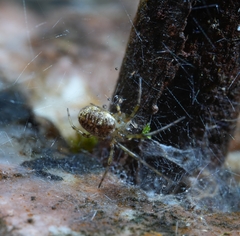 Tylorida
