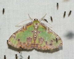 Eucyclodes buprestaria