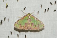 Eucyclodes buprestaria