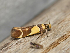 Macrobathra chrysotoxa