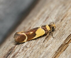 Macrobathra chrysotoxa