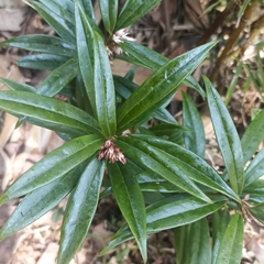 Sarcococca
