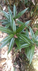 Sarcococca