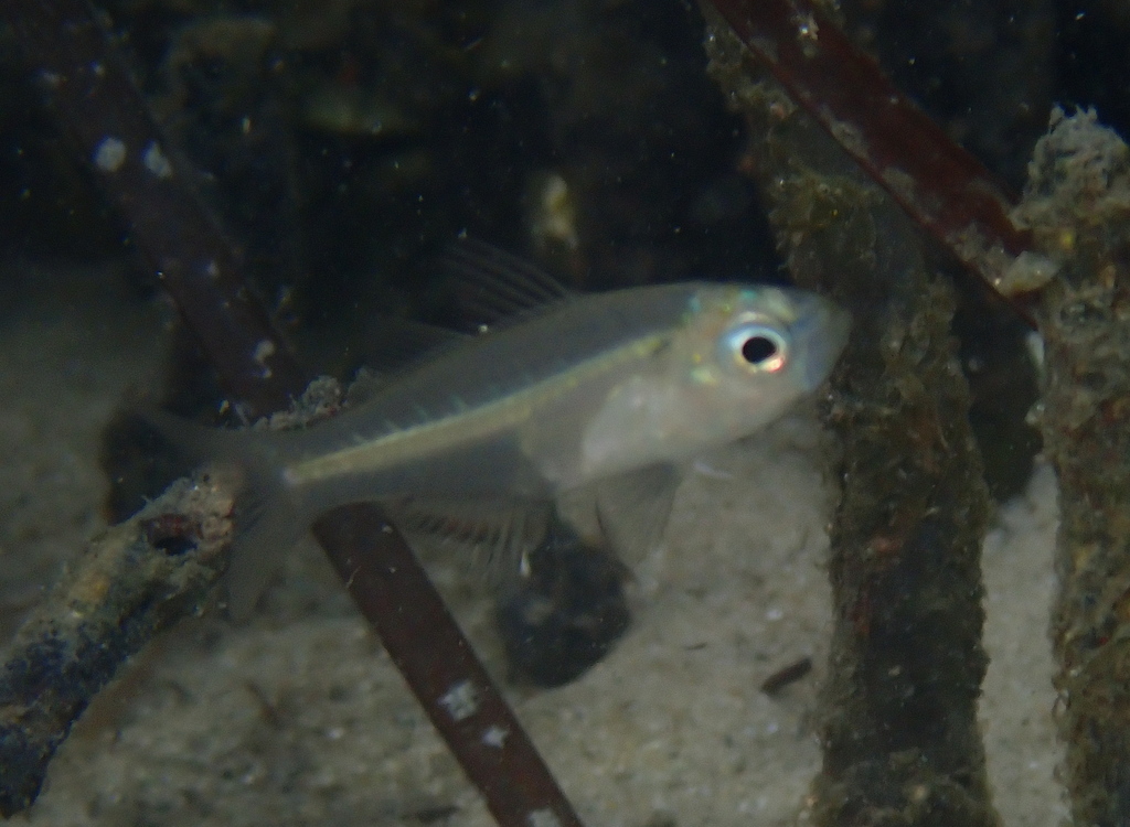 Estuary Glassfish from Wallis Lake NSW 2428, Australia on January 14