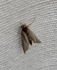 Chrysoteuchia culmella