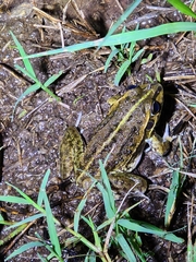 Ranoidea alboguttata