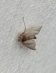 Chrysoteuchia culmella