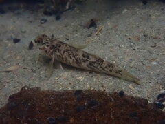 Gobiomorphus