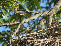 Phacellodomus rufifrons