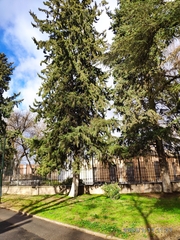 Cedrus atlantica