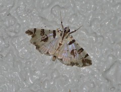 Conchylodes salamisalis