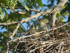 Phacellodomus rufifrons