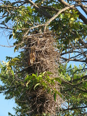 Phacellodomus rufifrons