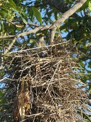 Phacellodomus rufifrons