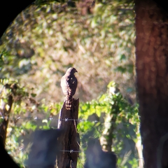 Rupornis magnirostris