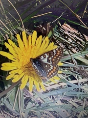 Euphydryas cynthia