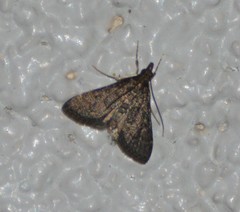 Steniodes declivalis