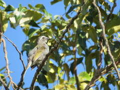 Saltator similis