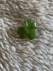 Ranunculus omiophyllus