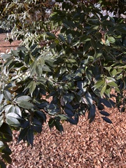 Castanopsis sieboldii