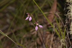 Eriochilus cucullatus