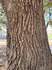 Castanopsis sieboldii