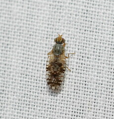 Austrotephritis poenia