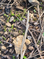 Brachypodium pinnatum