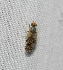 Austrotephritis poenia
