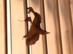 Sacada tonsealis