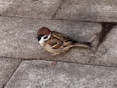 Passer montanus saturatus