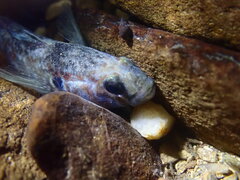 Gobiomorphus huttoni