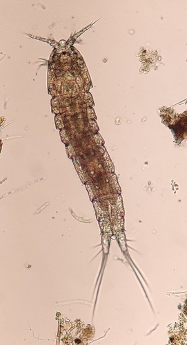 Moraria brevipes brevipes