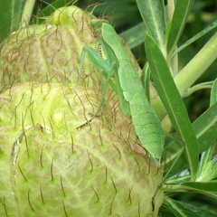 Polyspilota aeruginosa