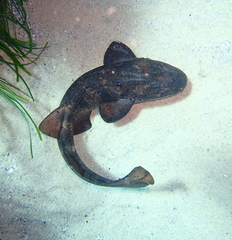 Brachaelurus waddi