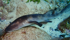 Brachaelurus waddi