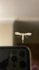Pterophorus pentadactyla