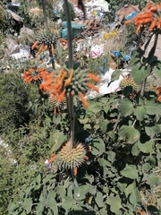 Leonotis