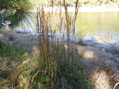 Andropogon floridanus